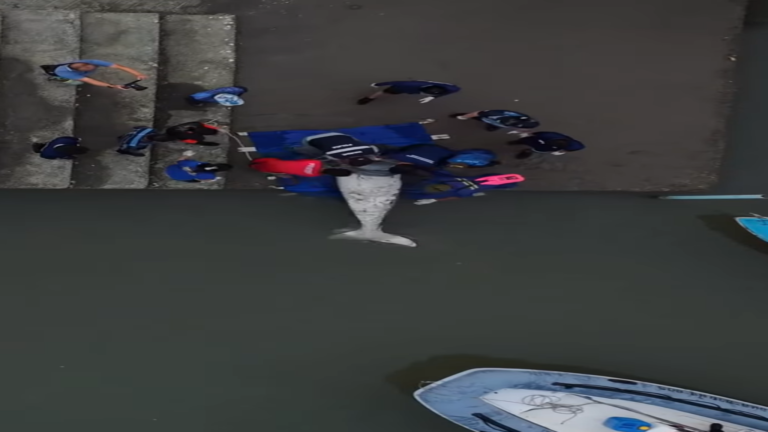 普吉岛无头儒艮尸体被发现,涉嫌因迷信遭非法捕猎